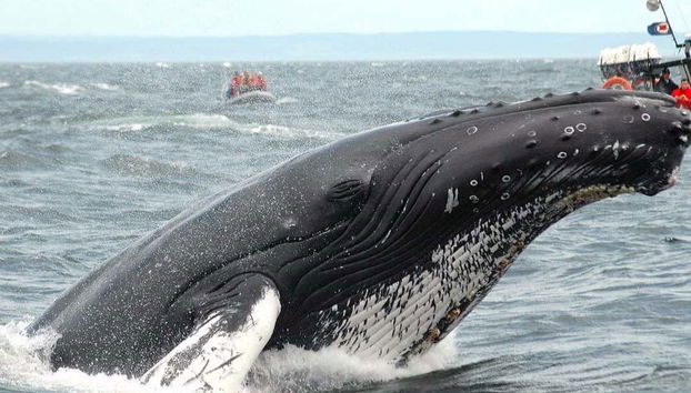 Baleines au large de Tadoussac