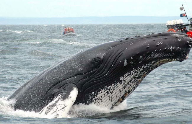 Giro in zodiac con avvistamento di balene - Foto 1