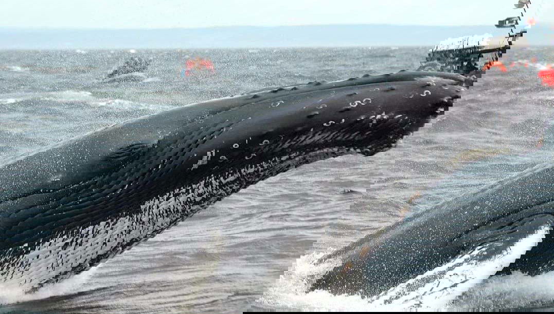Balena lungo la costa di Tadoussac