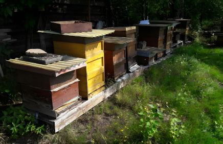 Haus zur Bienenweide - Foto 10