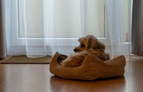 FeWo Harzer Wiesenberg, bis zu 2 Hunde willkommen! - Foto 19