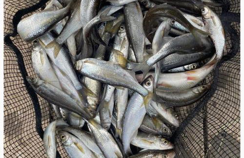 Wharfe Bank Cottage - Foto 56