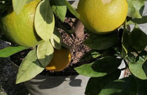 Agriturismo Nuvolino - Foto 23