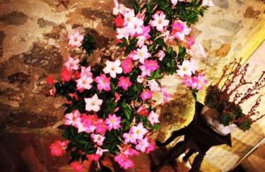 Podere La Fausta - Foto 26