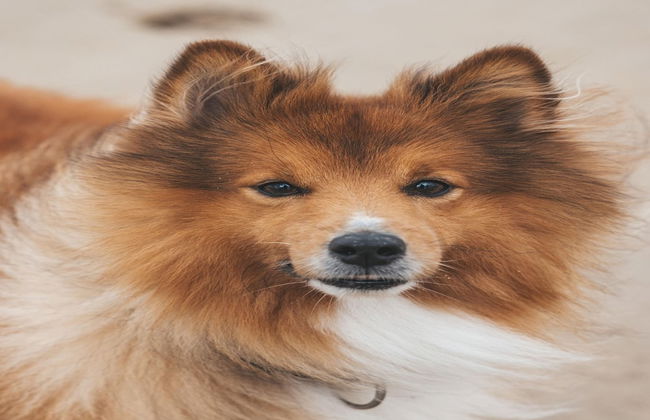 Apartment in Tuscany With Pool - Foto 16