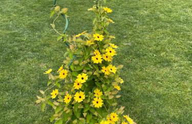 Aminas Ferienwohnung Bad Gandersheim - Foto 18