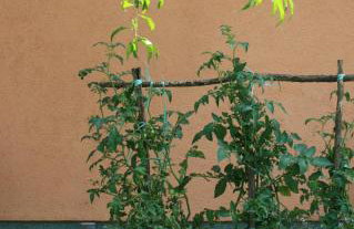 Kuća za odmor Botanika - Photo 53