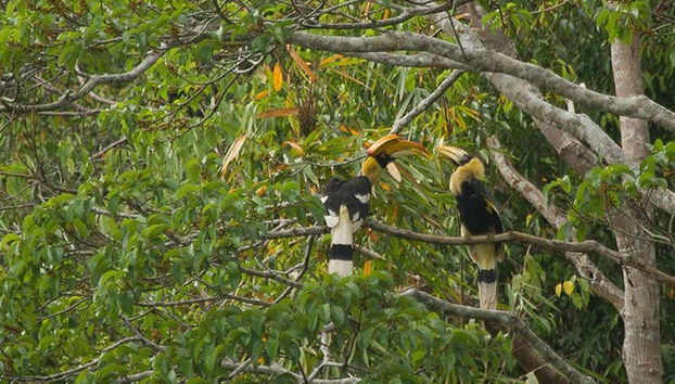 Fauna e flora locali