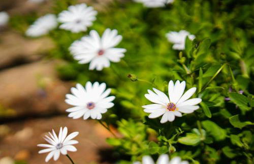 Casa Sonny - Foto 38