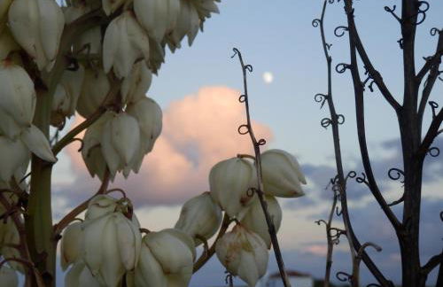 Casa do Norte - Santa Maria - Foto 22