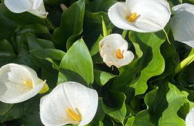 2-bedroom apartment ILLARIO - heart of Tuscany - airco & free parking - Foto 43