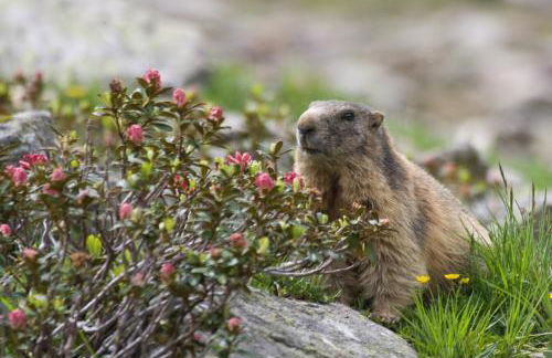 Panorama-Apartments Oberkofl - Photo 53