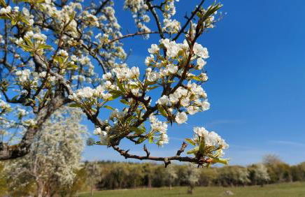 Haus Rheinglück "Liebenstein" - Foto 14