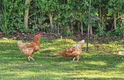 The Woodpeckers - Alresford Essex - Foto 30