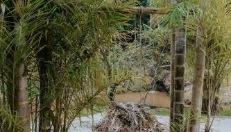 Sítio incrível 4Q c/ piscina e área de churrasco - Foto 3