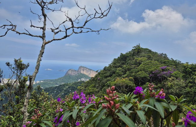 Visita guiada al bosque de Tijuca para grupos pequeños - Foto 19