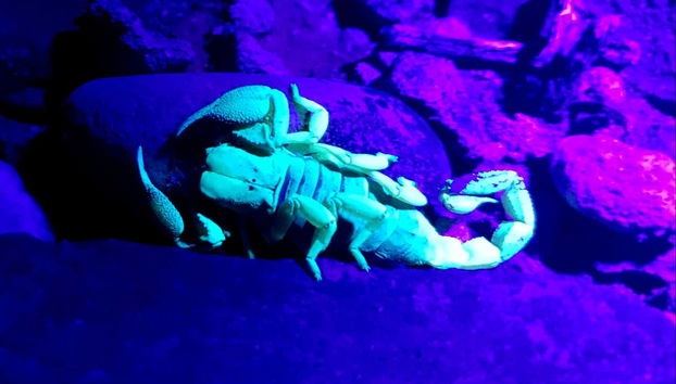 Un escorpión en Oudtshoorn