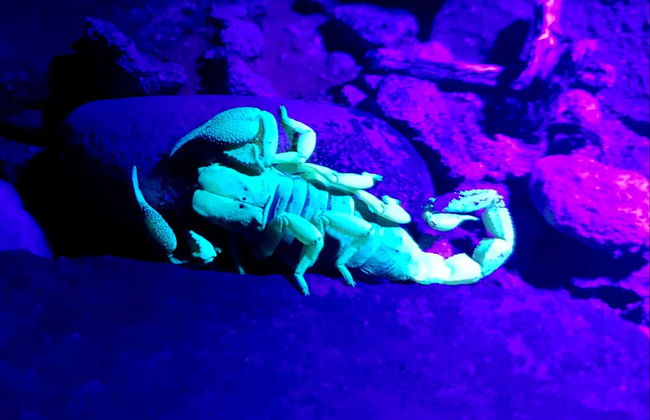 Trilha noturna por Oudtshoorn + Avistamentos de escorpiões - Foto 2