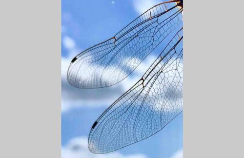 La Pellegrine, Parc national des Cévennes - Foto 56