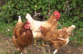 the abberton shepherds hut - Foto 20