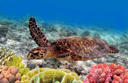 Milowai 302 · MIL 302 Oceanfront 2BD w Ocean Views Whale Watch - Foto 91