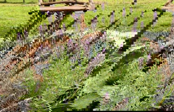 VILLA DAS PALMEIRAS Empório & Chalés - Foto 18