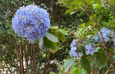 Chalé Filhos da Terra - Foto 16