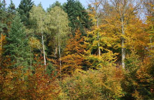 Ośrodek Wypoczynkowy Laguna - Foto 18