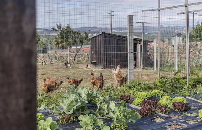 Quintinha S o Martinho Luxury 2 Suites Villa Eira - Foto 50