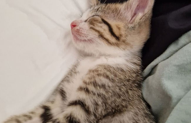 Sunset Villa with Infinity Pool - Foto 28