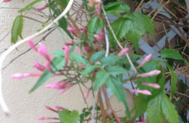 La petite Maison dans la Croix Rousse - Foto 48