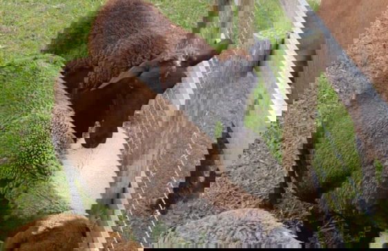 Rancho Sol Poente - Rancho Queimado - Foto 18