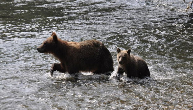 Bute Grizzly - Foto 4