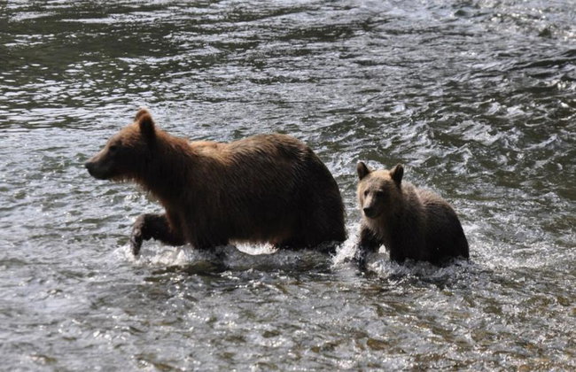 Bute Grizzly - Foto 4