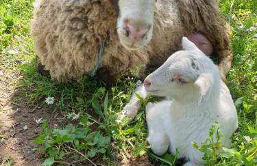 Stamna Farm - Foto 19