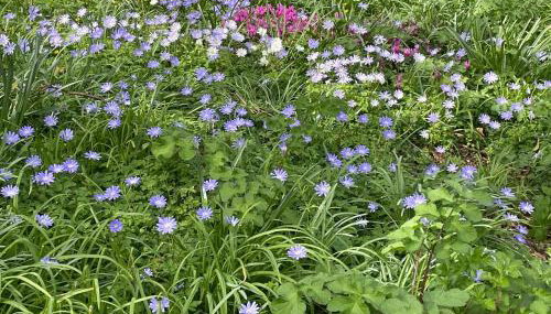 Penarvon House - Stunning Waterfront Escape with Games Room - Foto 3, Garden