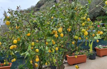 Rosa House - Photo 41