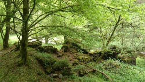 Ferienhof Mies - Foto 4