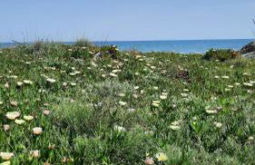 Location appartement les pieds dans l'eau, Résidence Aqua Linda à Poggio-Mezzana - Foto 59
