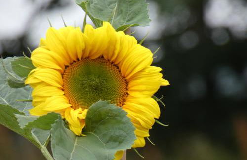 The Cow 'ouse, Wolds Way Holiday Cottages, 1 bed cottage - Foto 15