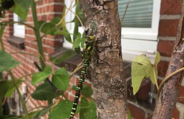 Ferienwohnung an der Hohwachter Bucht - Foto 16
