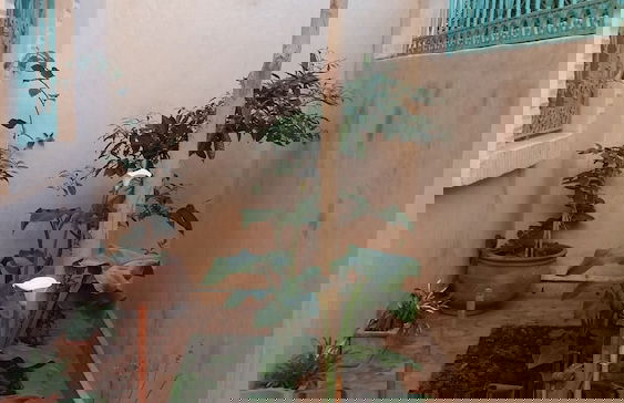 Villa samira - Photo 27