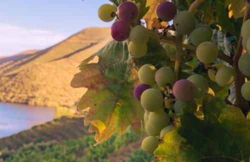 Quinta das Amendoeiras - Foto 53