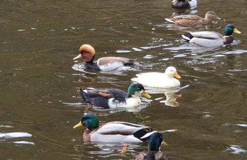 Stürmlesloch - Foto 20