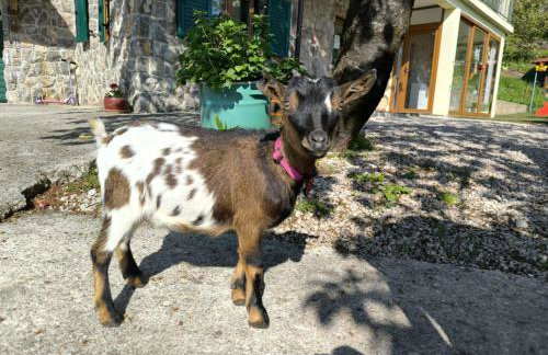 Studio apartment Puzich - Photo 15