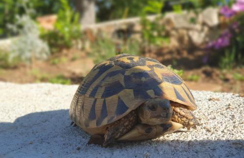 Stone House Rosuja - Foto 50