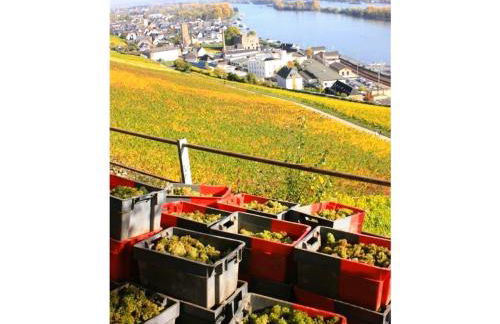 Dreimädelhof - Foto 12