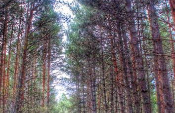 Fuente Del Arca - Foto 36