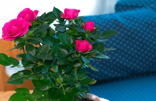 Residence Barbara - Foto 39