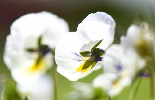 Quinta Lusitânia - Photo 56